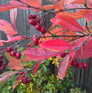 aronia