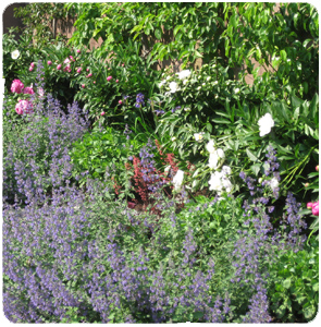 annuals