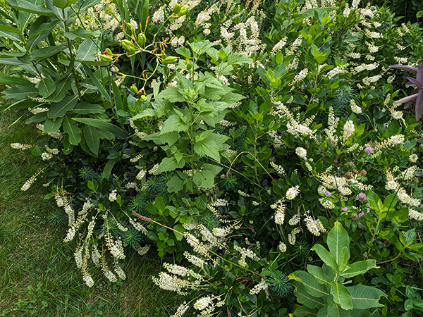 clethra